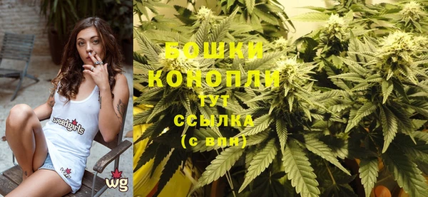 прущие грибы Краснотурьинск